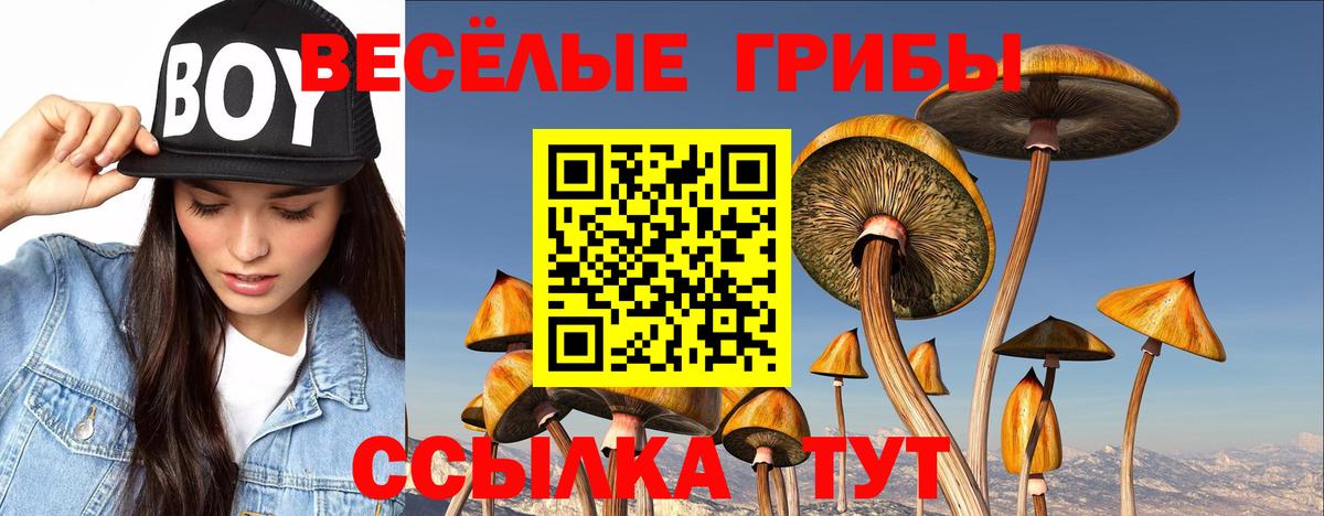 Псилоцибиновые грибы Psilocybe  Новокузнецк 